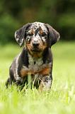 BEAUCERON - PUPPIES 309